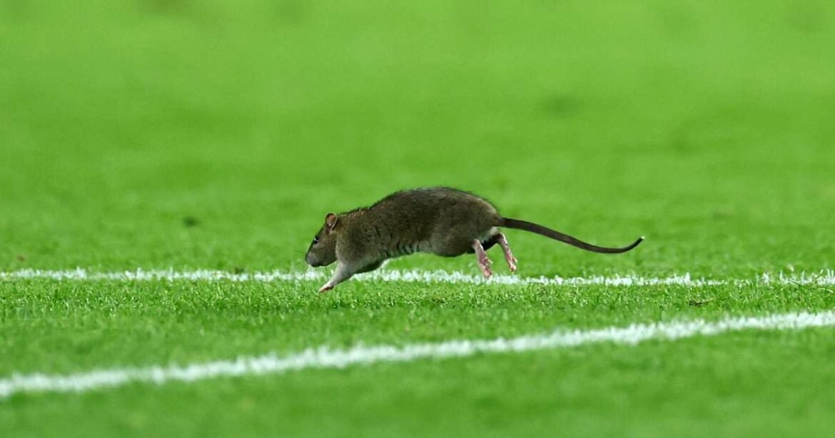 Jogador é surpreendido por rato durante jogo das Eliminatórias na Europa; assista